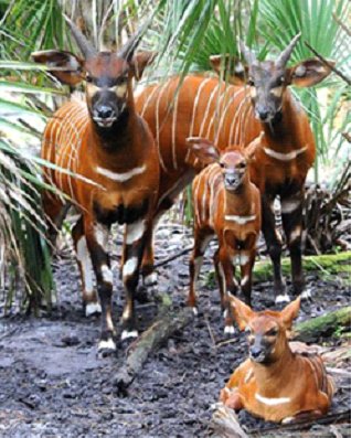 kenya research